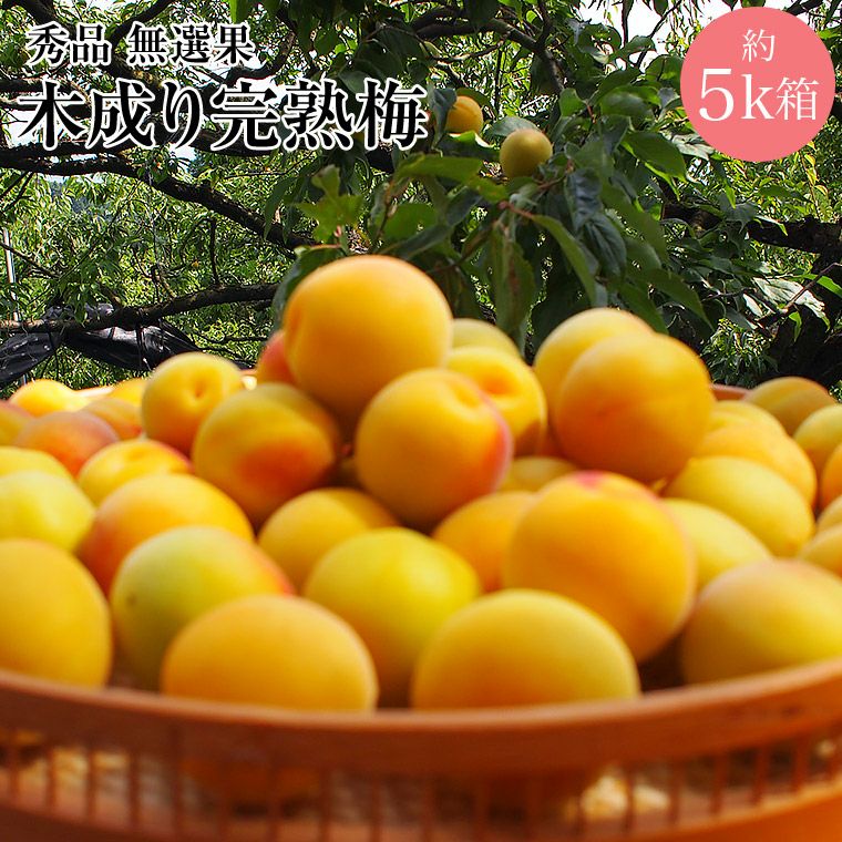 小梅　黄熟　完熟　6キロ　ご予約 完熟十郎】秀品 梅干し150gパック | 小田原曽我梅林 「昇珠園