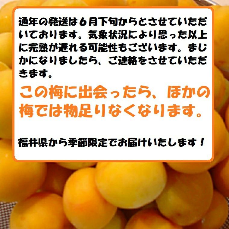 福井梅 完熟梅 【新平太夫梅】秀品 約5K箱 サイズ指定なし 6月