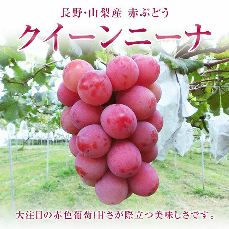 国産大粒ぶどう【クイ－ンニ－ナ】大2房化粧箱 赤葡萄 山梨