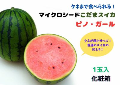 夏のフルーツ 果物・野菜 フルーツギフトの福井くいしんぼ市場(公式)