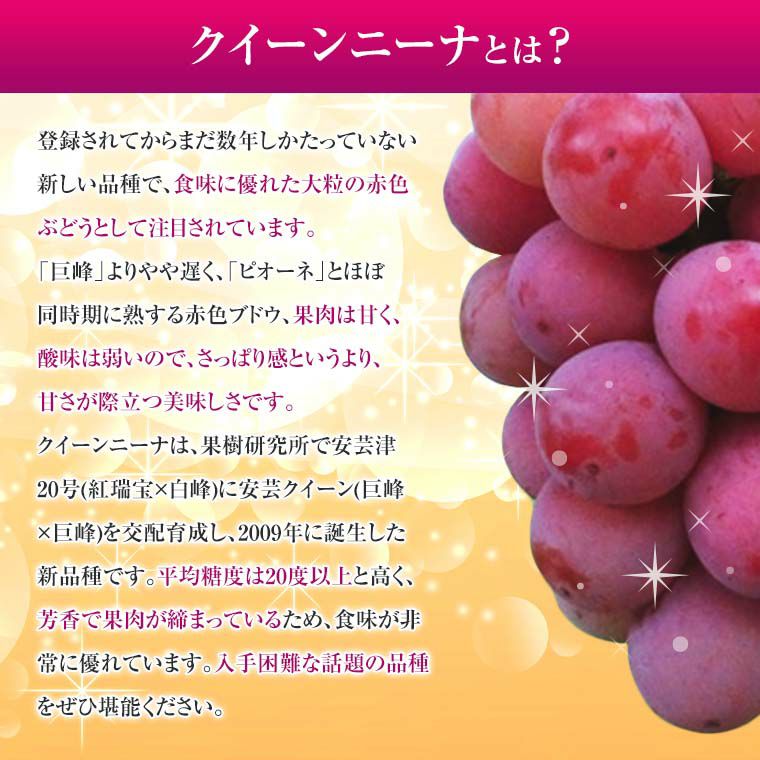国産大粒ぶどう【クイ－ンニ－ナ】大1房化粧箱 赤葡萄 山梨・長野県産
